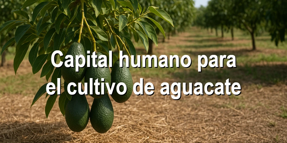 Capital humano para el cultivo de aguacate