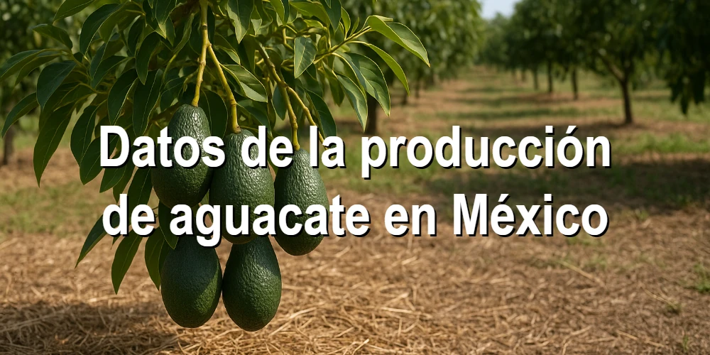 Datos de la producción de aguacate en México