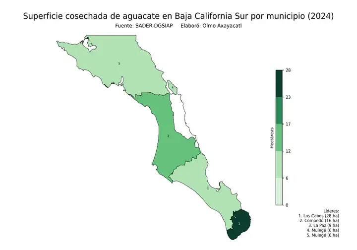 Superficie cosechada de aguacate en Baja California Sur por municipio