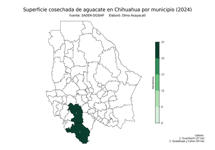 Superficie cosechada de aguacate en Chihuahua por municipio