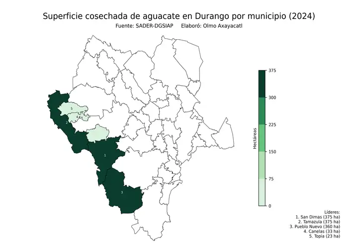 Superficie cosechada de aguacate en Durango por municipio