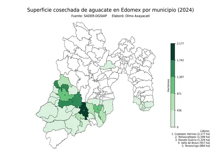 Superficie cosechada de aguacate en Estado de México por municipio