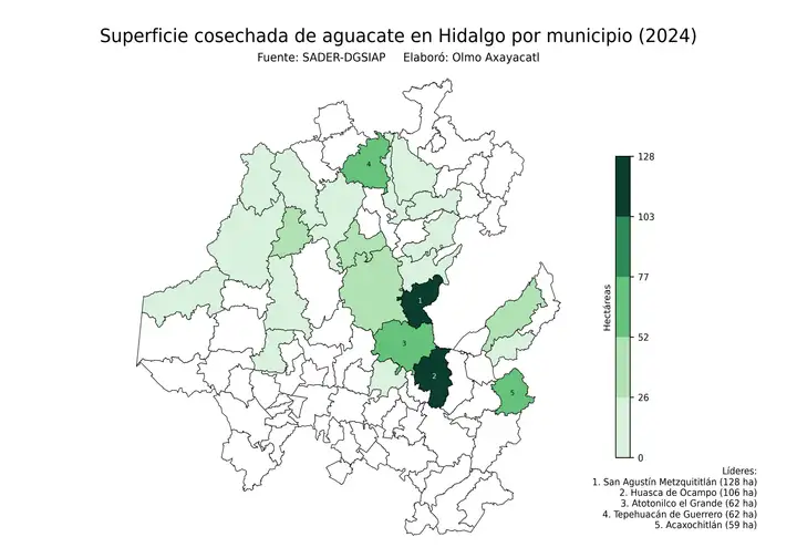 Superficie cosechada de aguacate en Hidalgo por municipio