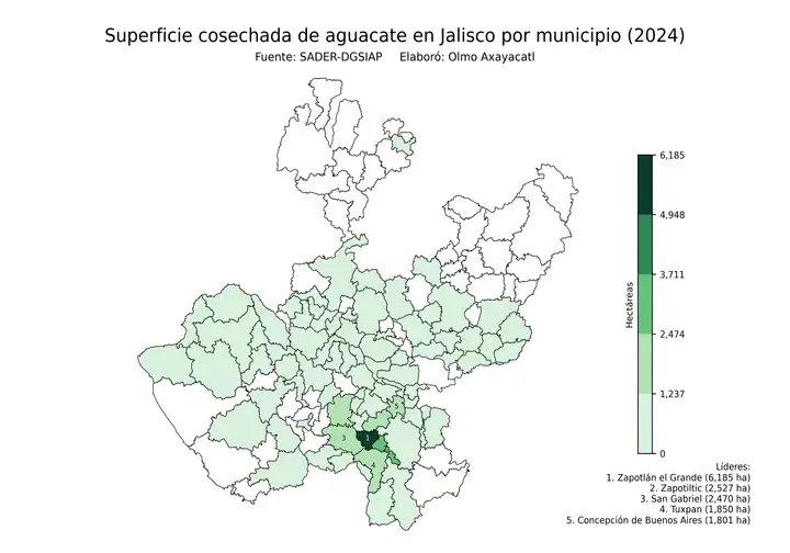 Superficie cosechada de aguacate en Jalisco por municipio