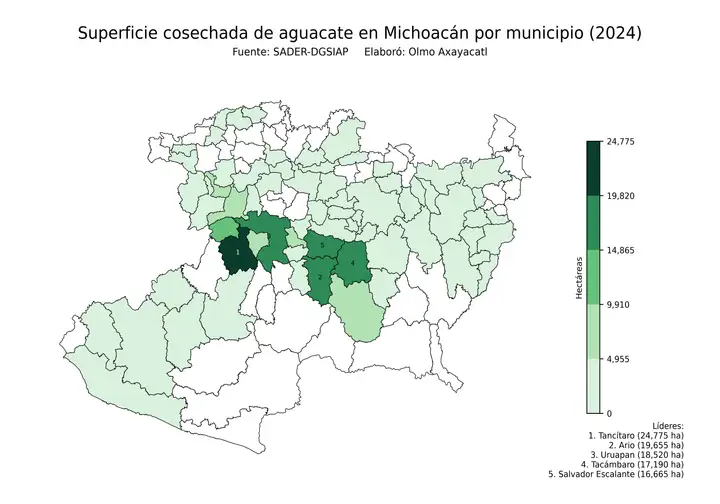 Superficie cosechada de aguacate en Michoacán por municipio