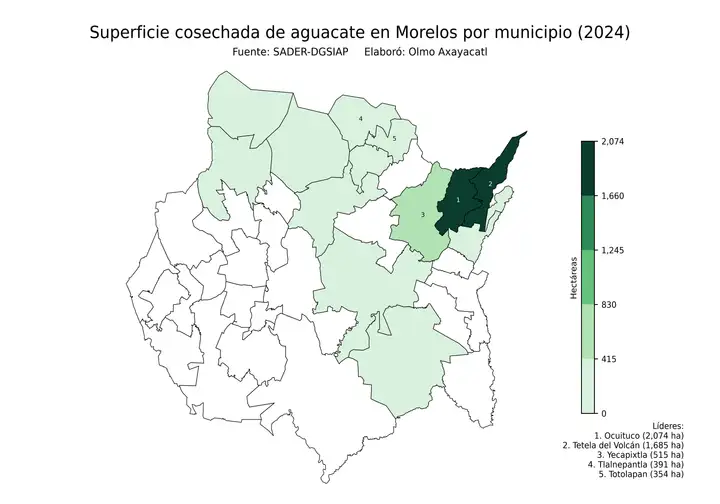 Superficie cosechada de aguacate en Morelos por municipio