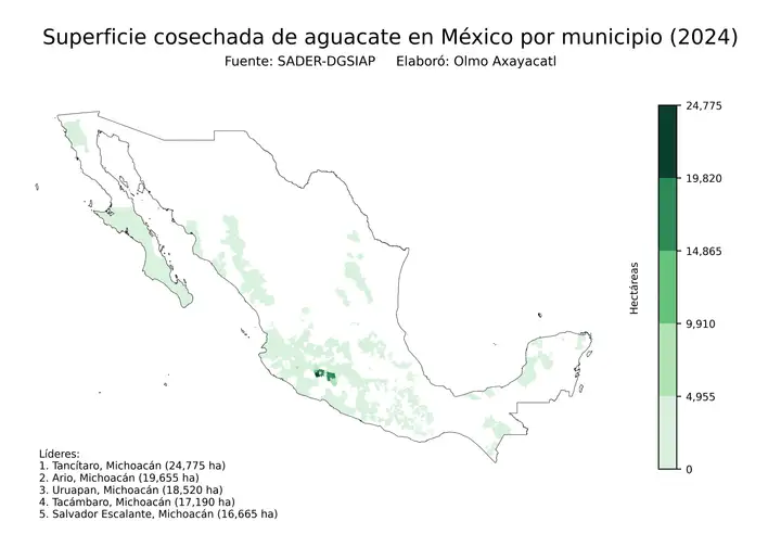 Superficie cosechada de aguacate en México por municipio