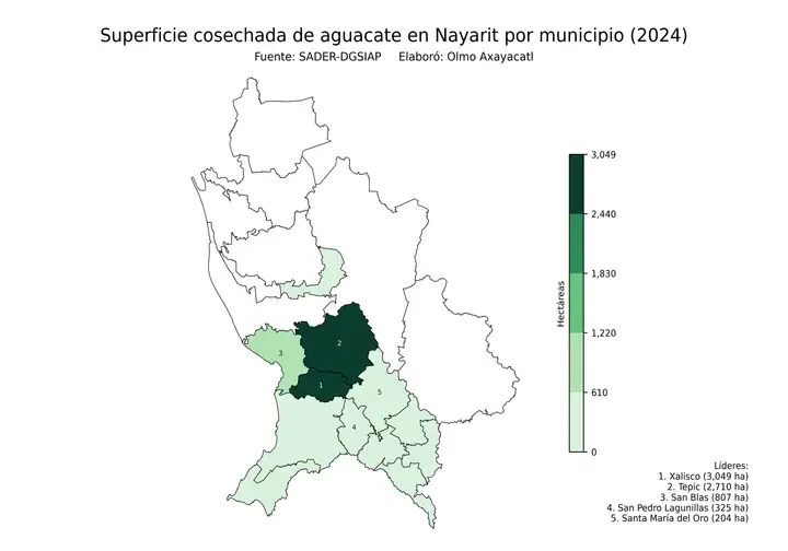 Superficie cosechada de aguacate en Nayarit por municipio
