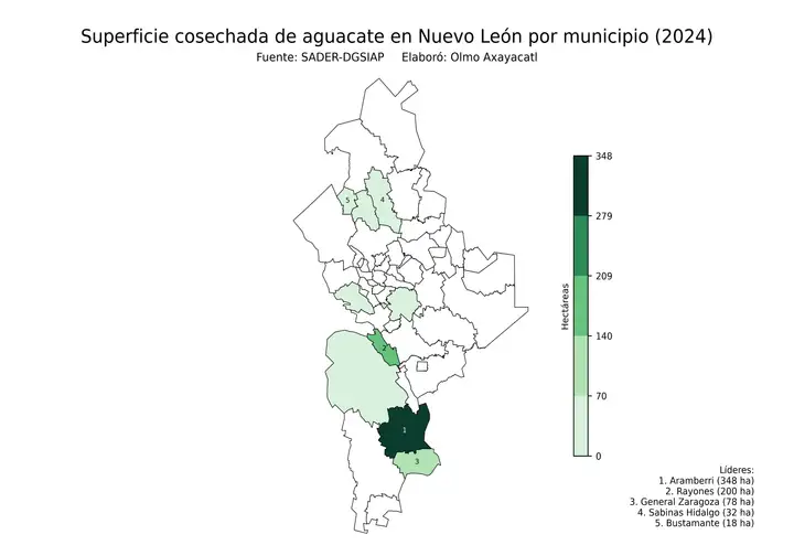 Superficie cosechada de aguacate en Nuevo León por municipio
