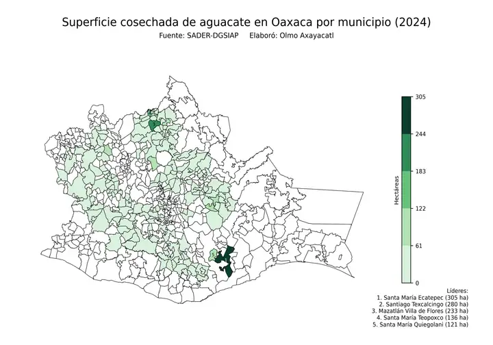 Superficie cosechada de aguacate en Oaxaca por municipio