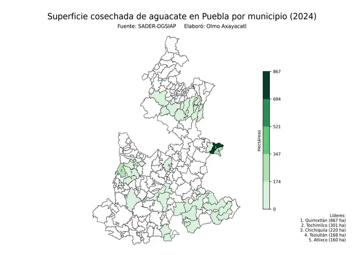 Superficie cosechada de aguacate en Puebla por municipio