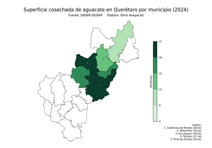 Superficie cosechada de aguacate en Querétaro por municipio