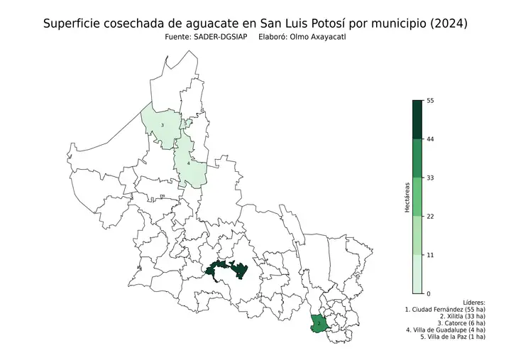 Superficie cosechada de aguacate en San Luis Potosí por municipio