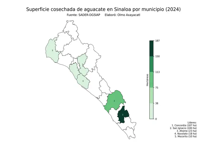 Superficie cosechada de aguacate en Sinaloa por municipio