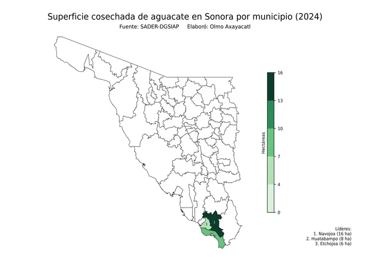 Superficie cosechada de aguacate en Sonora por municipio