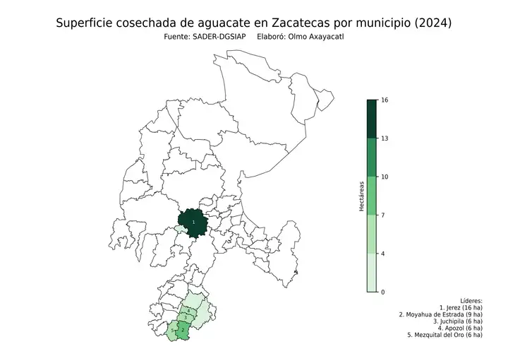 Superficie cosechada de aguacate en Zacatecas por municipio
