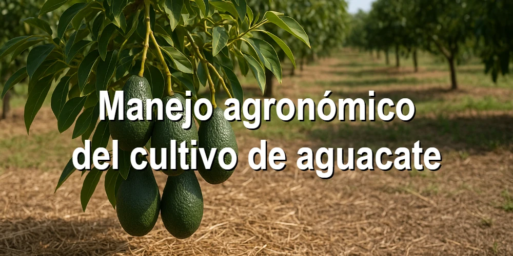 Manejo agronómico del cultivo de aguacate